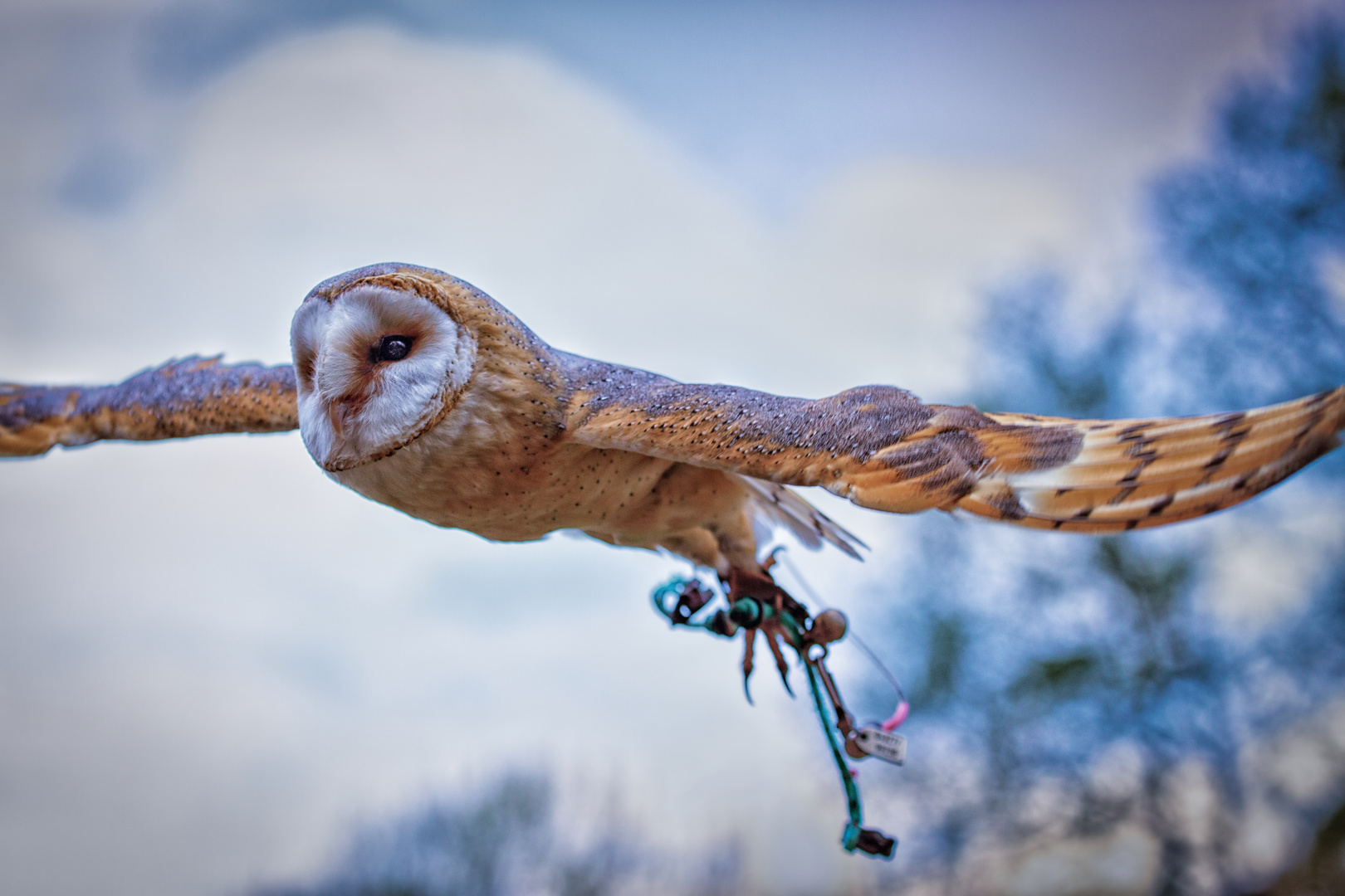 Schleiereule im Landeanflug