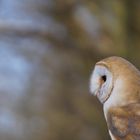 Schleiereule im Tierpark Hellabrunn