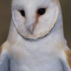 Schleiereule im Tierpark Hellabrunn, Porträt