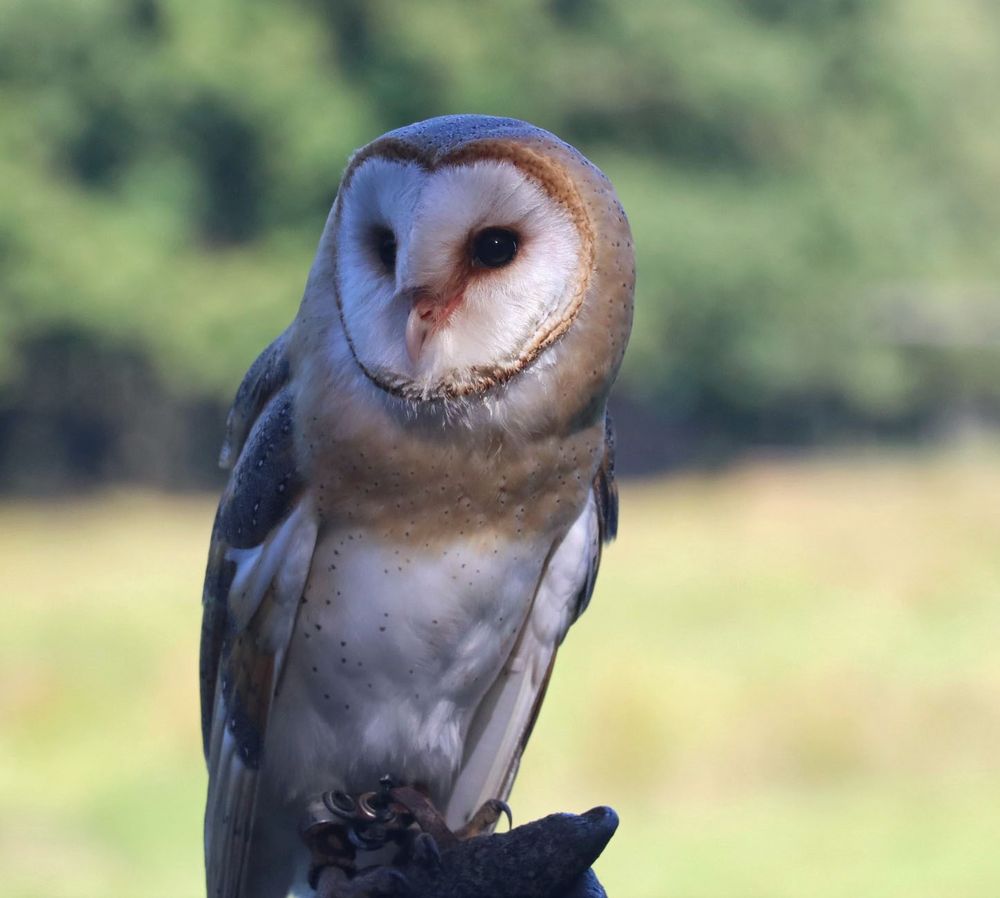 Schleiereule im Wildpark Eekholt