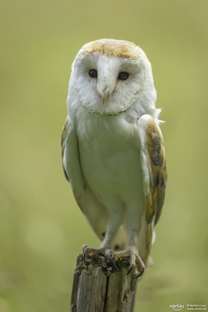 Schleiereule Portrait