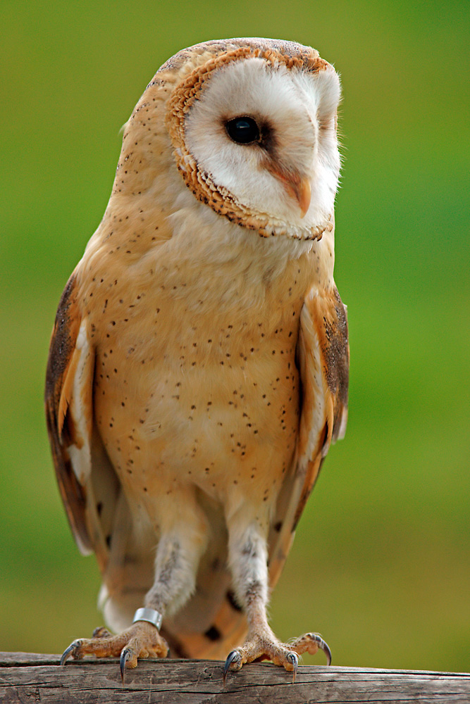 Schleiereule Portrait Foto & Bild | tiere, zoo, wildpark & falknerei
