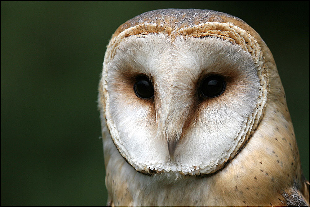 Schleiereule - Portrait