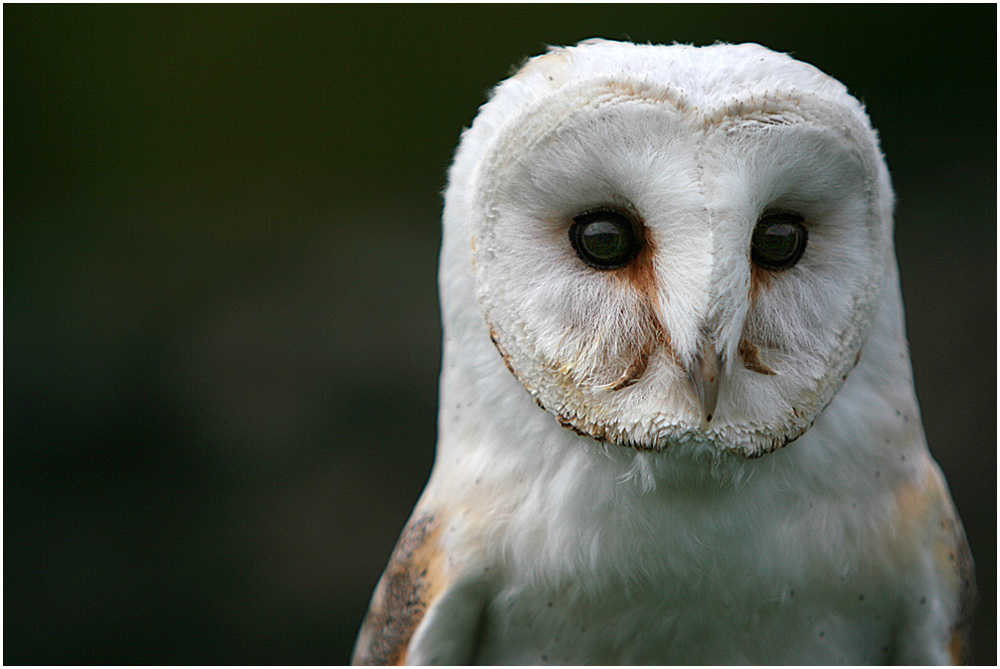 Schleiereule-Portrait