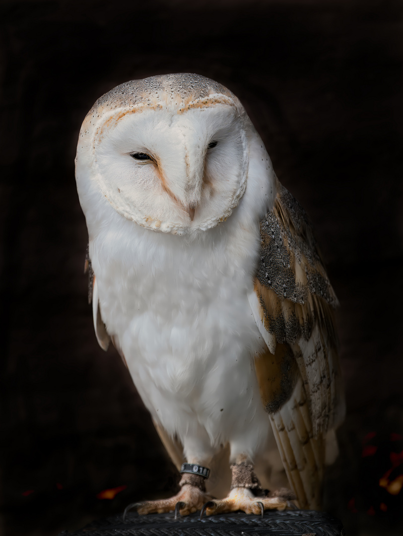 Schleiereule (Tyto alba)