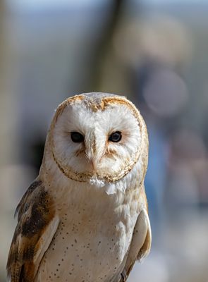 Schleiereule (Tyto alba)
