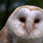 *Schleiereule* (Tyto alba)