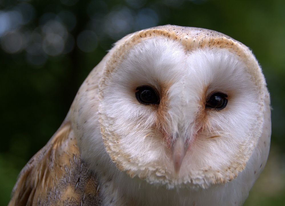 *Schleiereule* (Tyto alba)