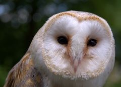 *Schleiereule* (Tyto alba)