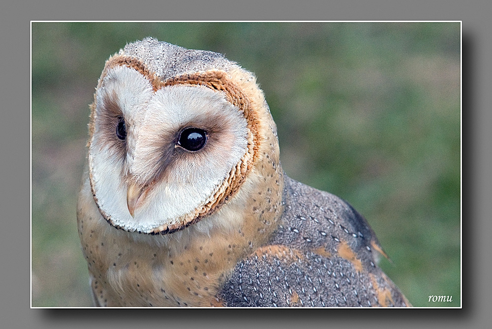 Schleiereule (Tyto alba)