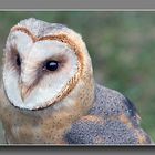 Schleiereule (Tyto alba)