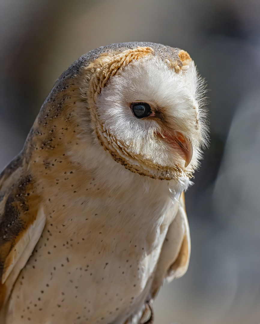 Schleiereule (Tyto alba )