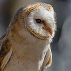 Schleiereule (Tyto alba )