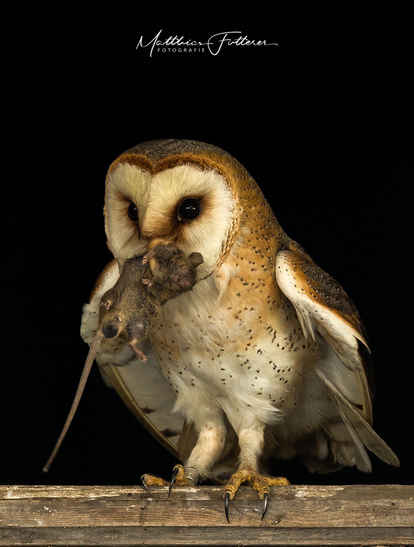 Schleiereule (Tyto alba) 