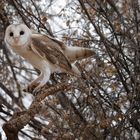 Schleiereule  -  Tyto alba