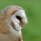 Schleiereule (Tyto alba)