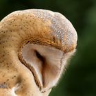 Schleiereule (Tyto alba)