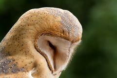 Schleiereule (Tyto alba)