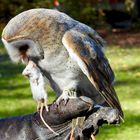 Schleiereule (Tyto alba)