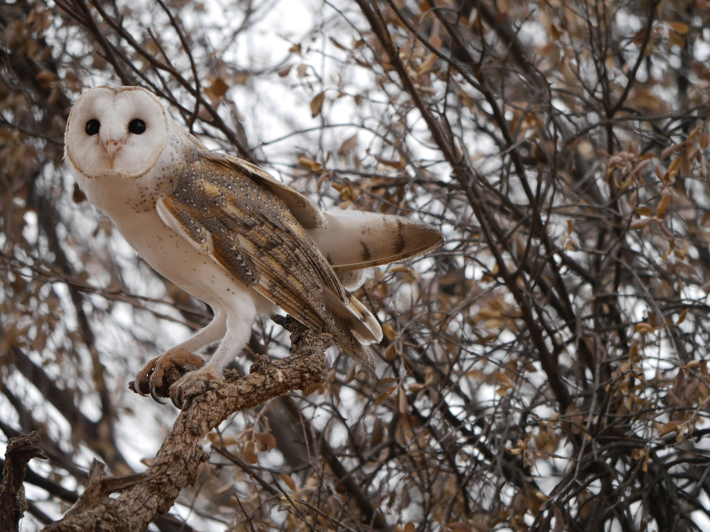 Schleiereule  -  Tyto alba