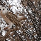 Schleiereule  -  Tyto alba