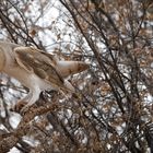 Schleiereule - Tyto alba