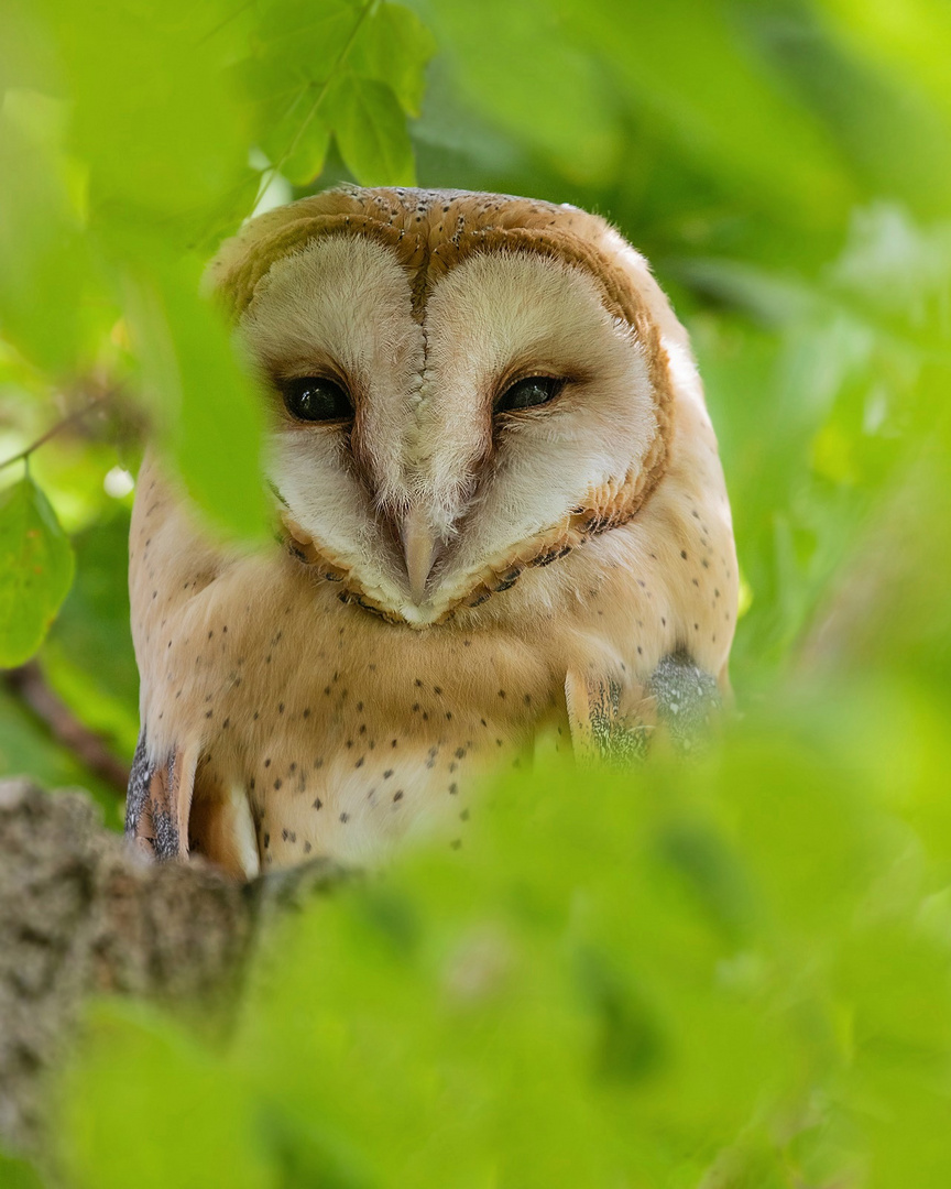 Schleiereule (Tyto alba) - Portrait