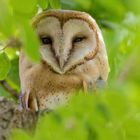 Schleiereule (Tyto alba) - Portrait