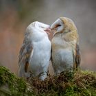 Schleiereulen Arjuna und Satu