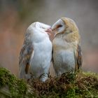 Schleiereulen Arjuna und Satu...