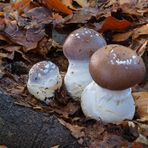 Schleiereulen - Blaugestiefelter Schleimkopf