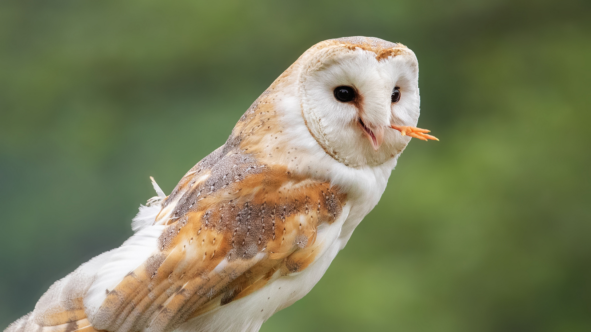 Schleiereulen Portrait