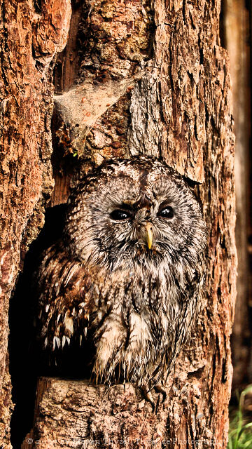 Schleiereulen (Tytonidae) von Steven Thyzel