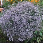 Schleierkraut / Gypsophila repens "Rosenschleier"