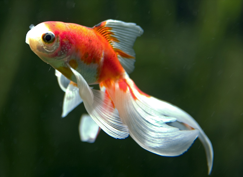 Schleierschwanz Foto Bild Tiere Zoo Wildpark Falknerei Zoo Fische Bilder Auf Fotocommunity