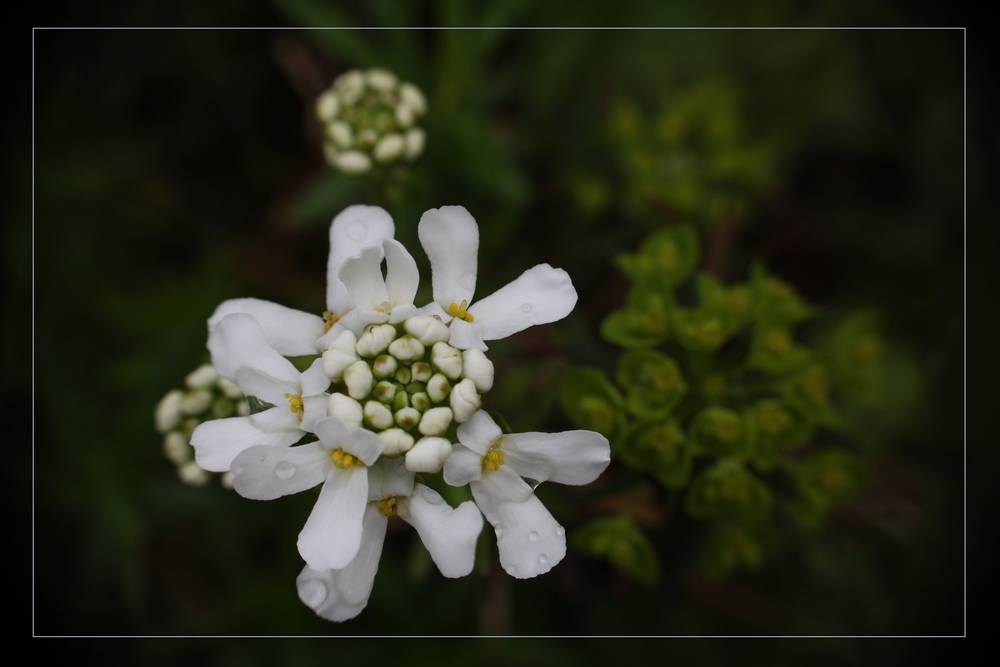 Schleifenblume