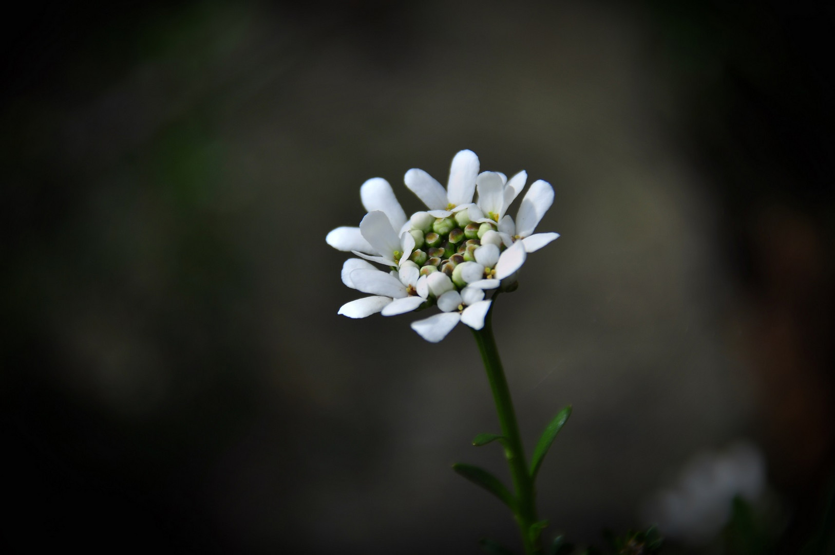  Schleifenblume