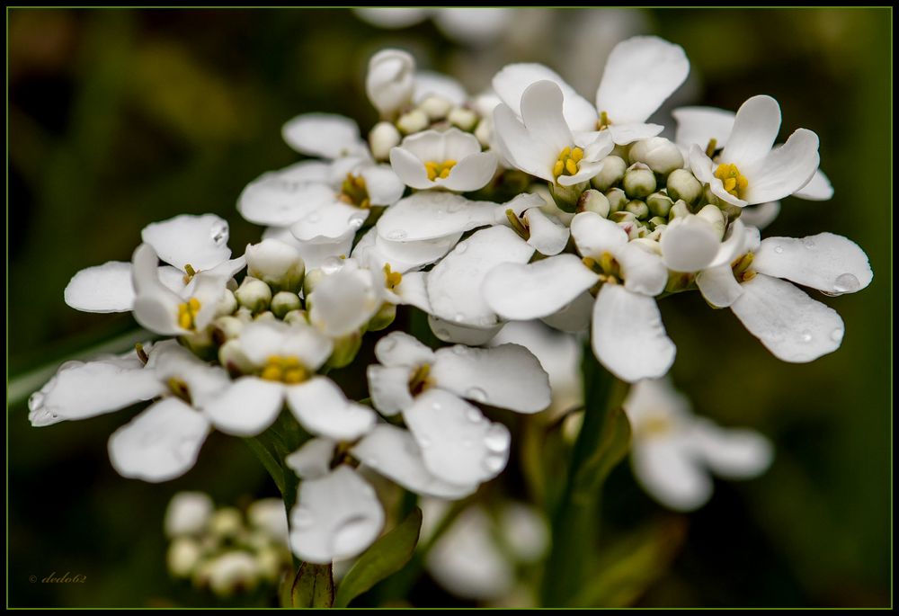 Schleifenblume