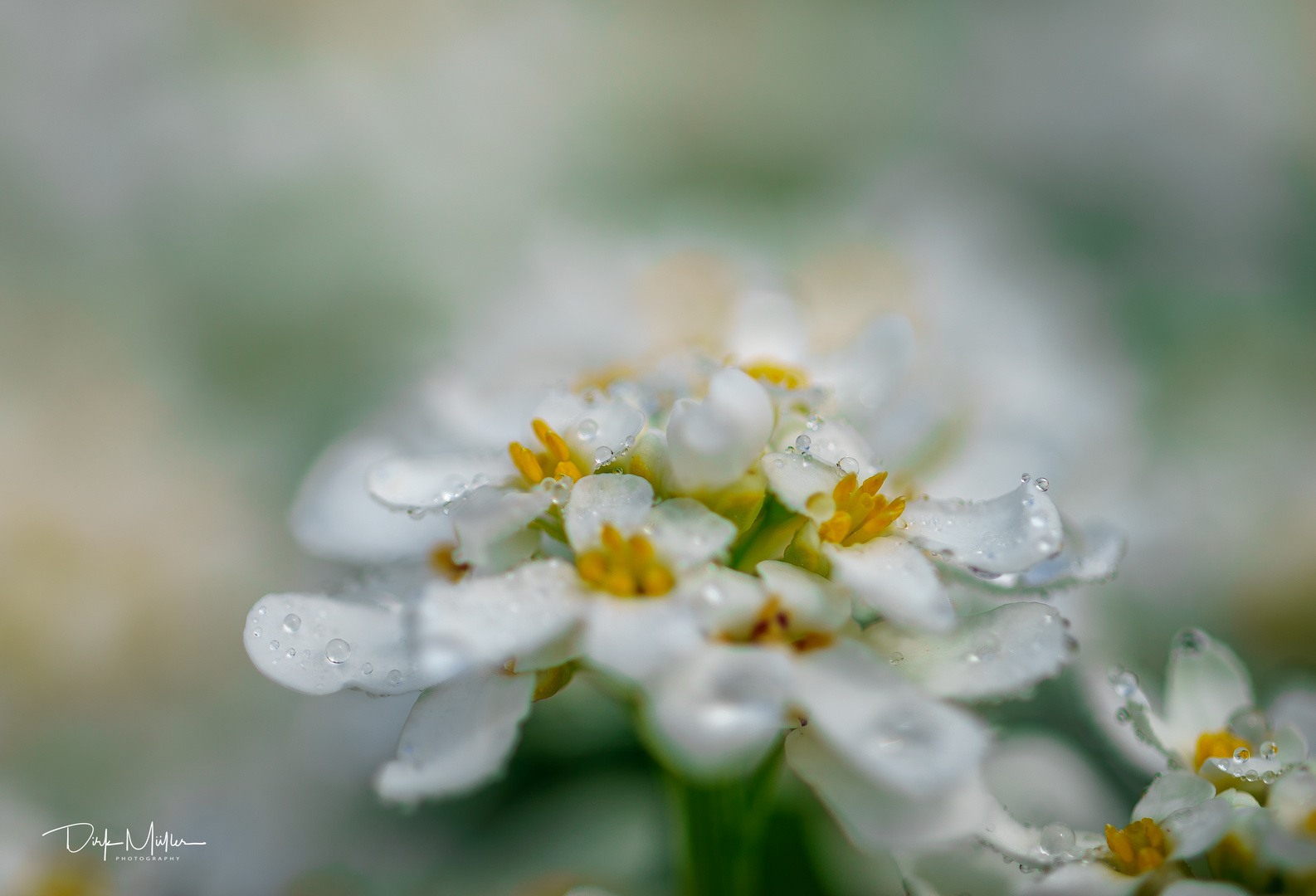 Schleifenblume