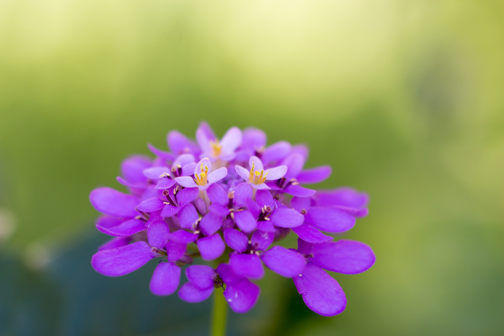 Schleifenblume