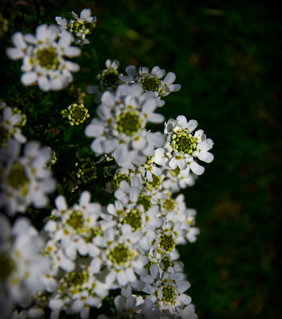 Schleifenblume