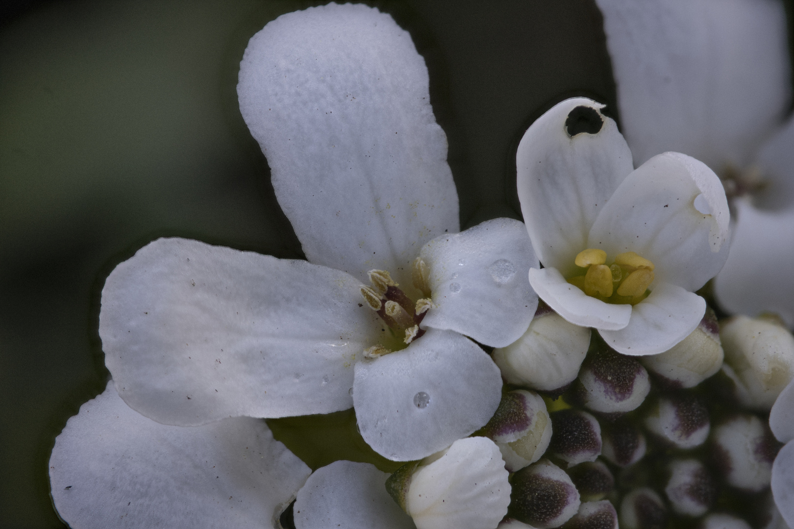  Schleifenblume: Blütendetail