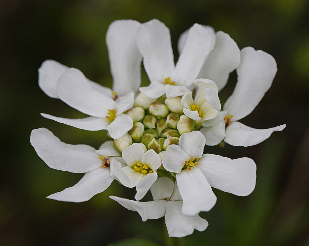 Schleifenblume