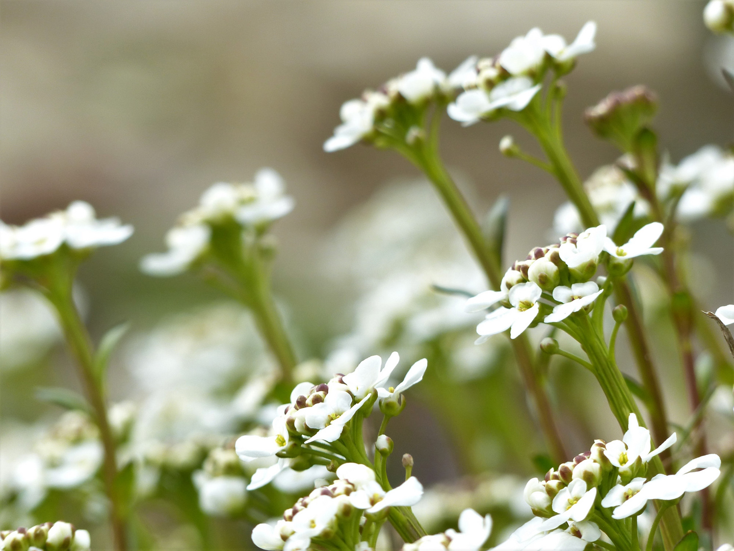 Schleifenblume