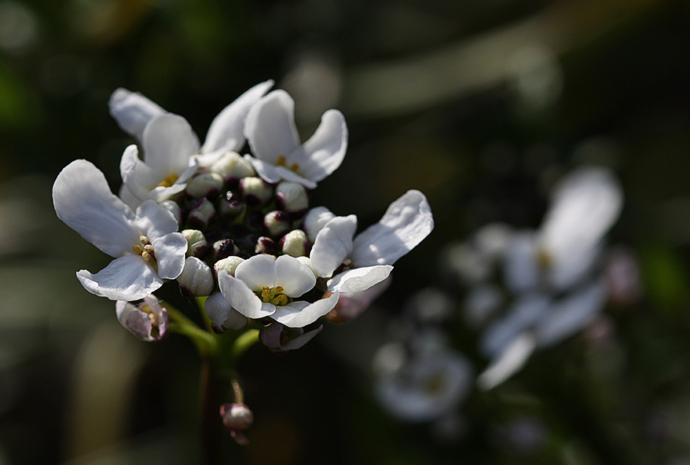 Schleifenblume