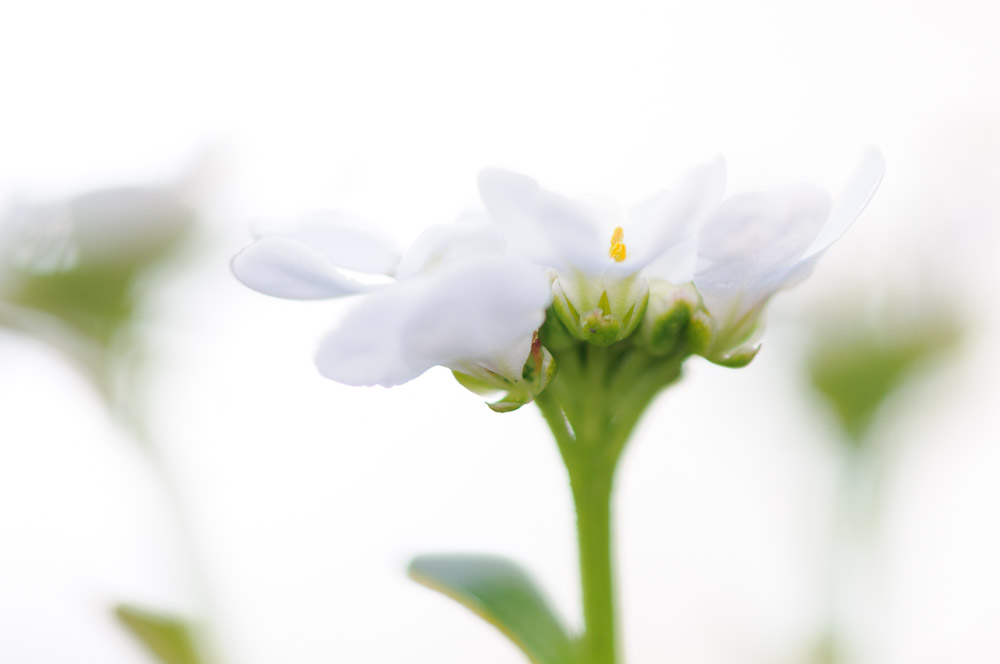 Schleifenblume von Peter Heuchert 