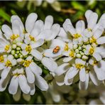 ** Schleifenblumen **