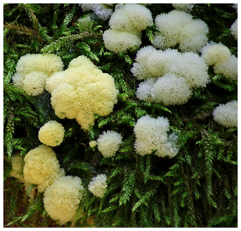 - Schleimer - Foto & Bild | pflanzen, pilze & flechten, pilze ...