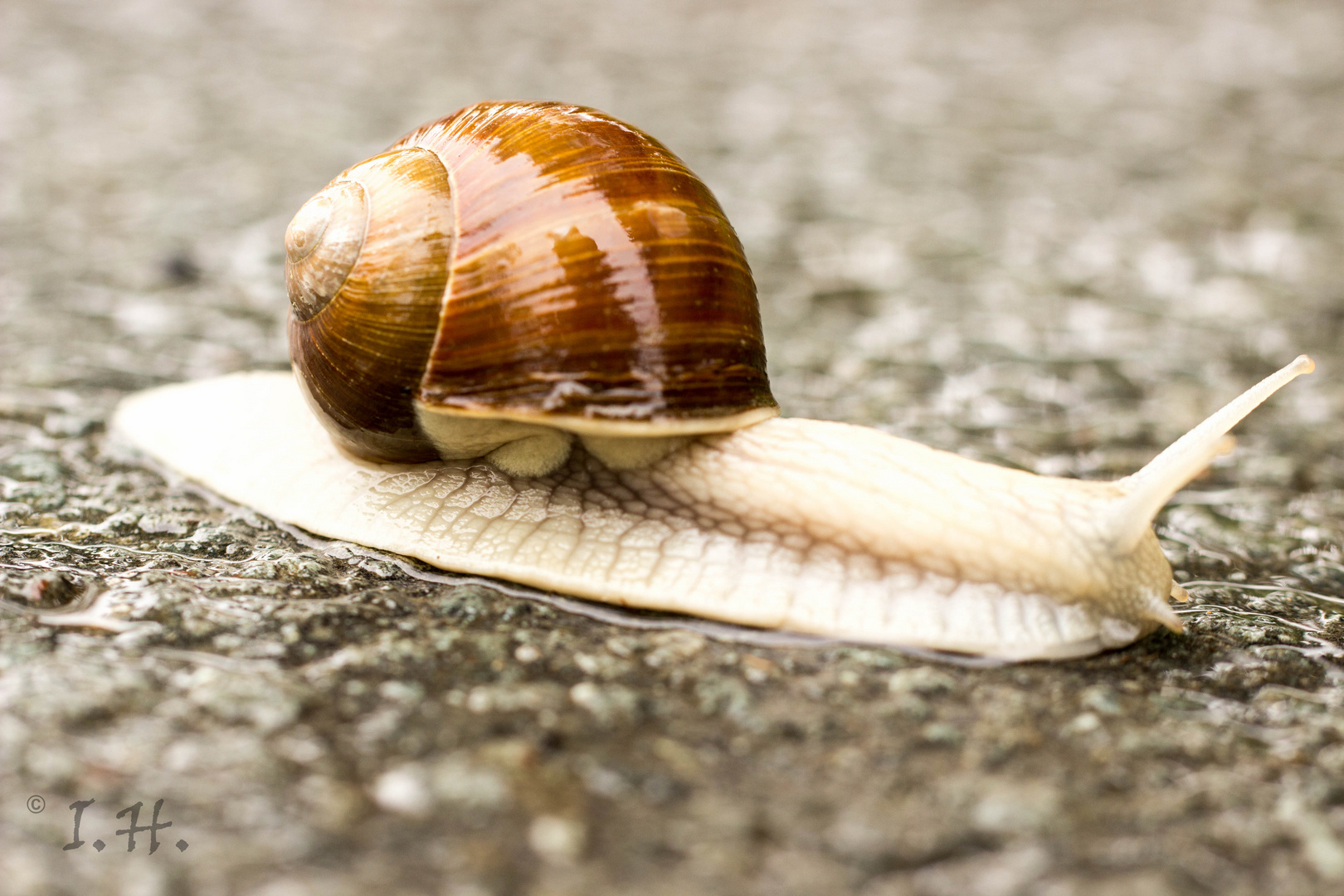...Schleimi... Foto & Bild tiere, wildlife, schnecken & muscheln