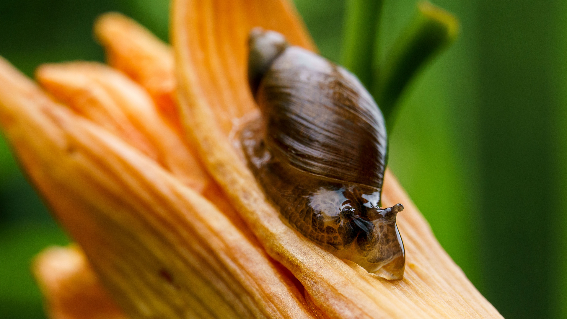 Schleimkopfschnecke 